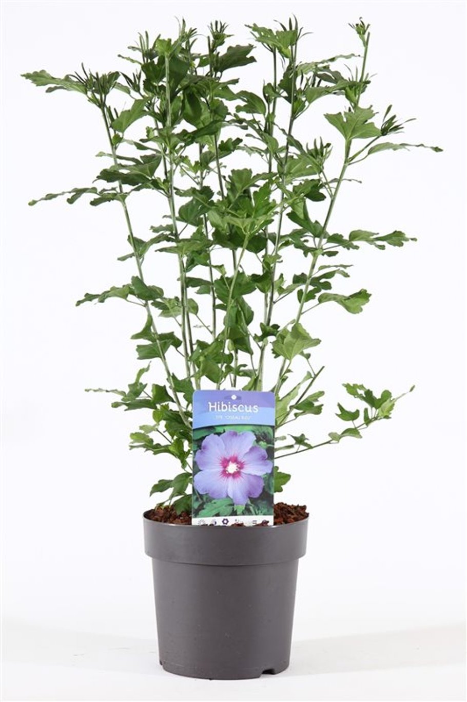 Hibiscus syr. 'Oiseau Bleu' - C5